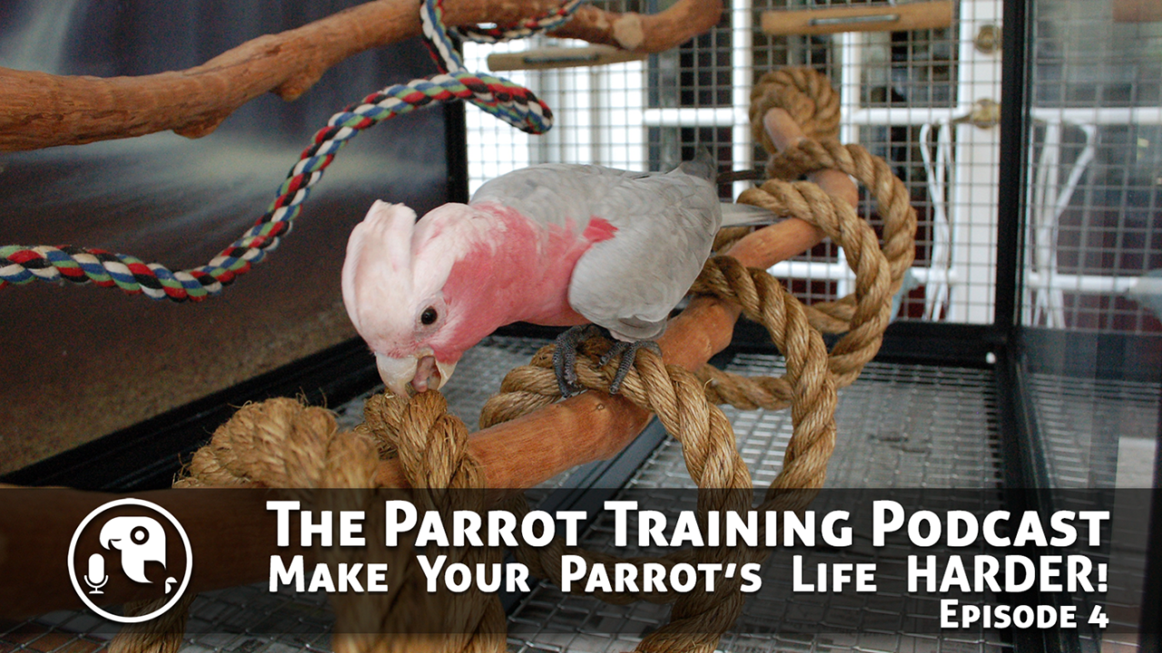 Parrot activities | 6 ways to exercise your bird | Parrot, Parrot ... Parrot activities | 6 ways to exercise your bird | Parrot, Parrot ...