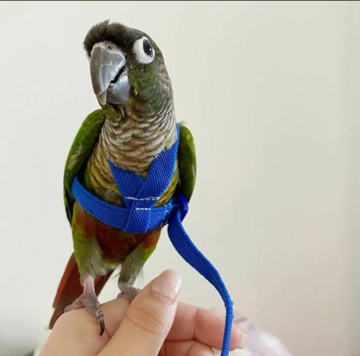 Parrot Harness – Cagemaster Australia Parrot Harness – Cagemaster Australia