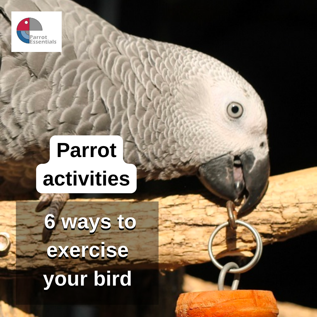 Owning A Parrot: How to Take Care Of A Parrot, A Quick Start Guide Owning A Parrot: How to Take Care Of A Parrot, A Quick Start Guide