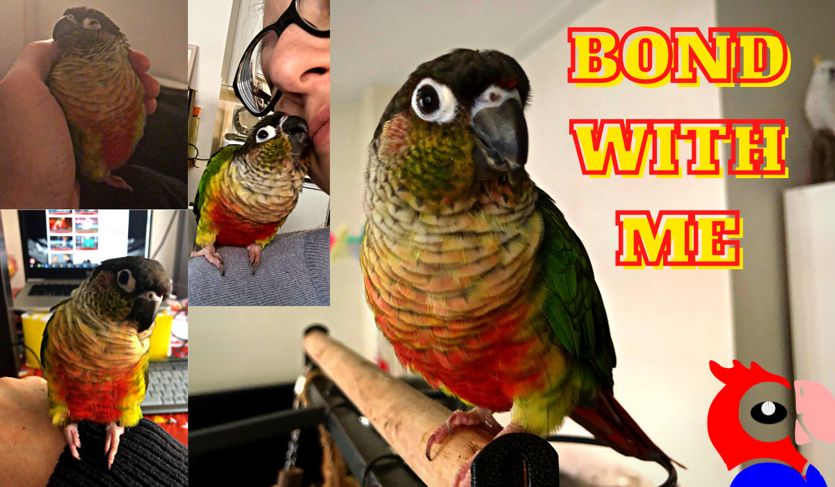 How To Bond With Your Parrot - Pet Syllabus How To Bond With Your Parrot - Pet Syllabus