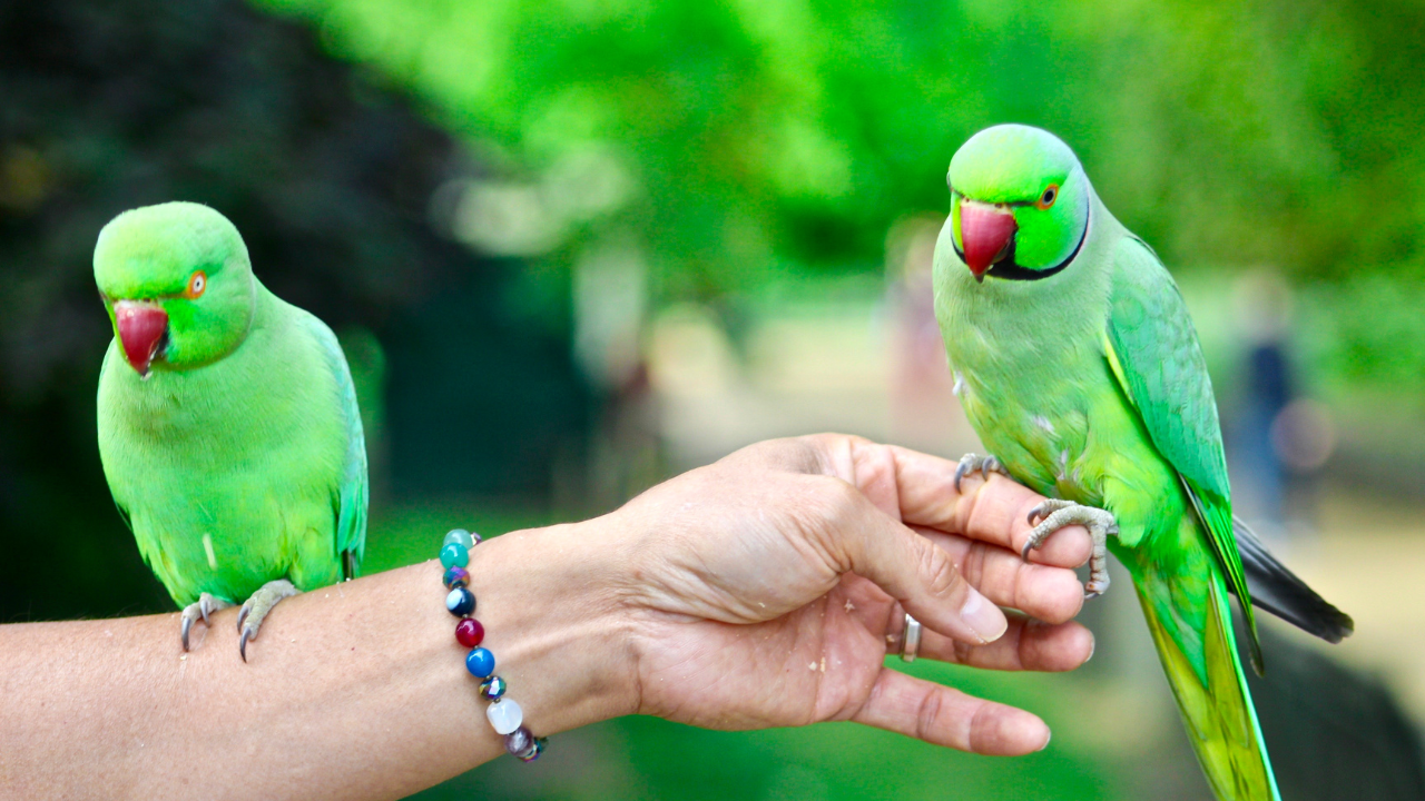 Pin on Parrot Tips Pin on Parrot Tips