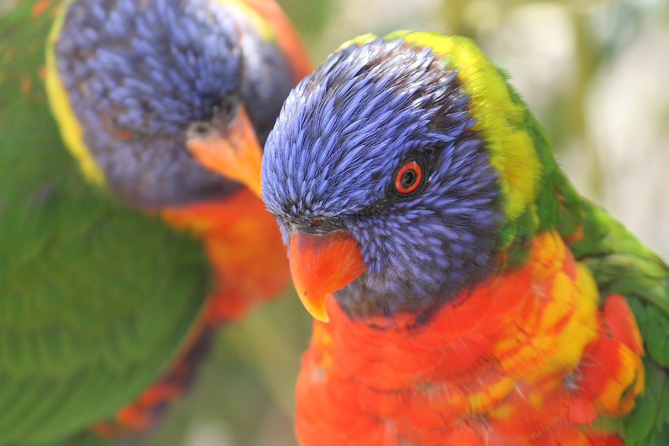 Understanding Parrot Behavior: How Mates Bond - Pet Syllabus Understanding Parrot Behavior: How Mates Bond - Pet Syllabus