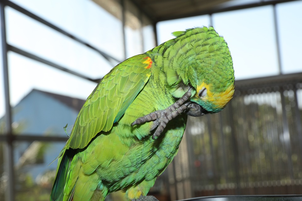 How To Create A Parrot Training Reward Jar For Surprise Treats - Pet ... How To Create A Parrot Training Reward Jar For Surprise Treats - Pet ...