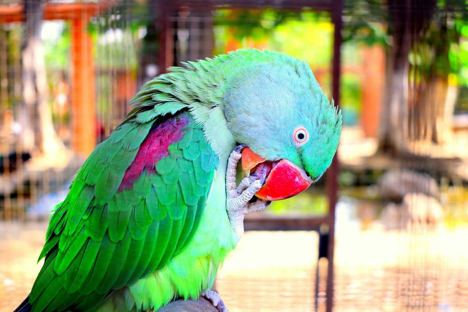 How to Bond with Your Parrot: Building Trust and Friendship — United ... How to Bond with Your Parrot: Building Trust and Friendship — United ...
