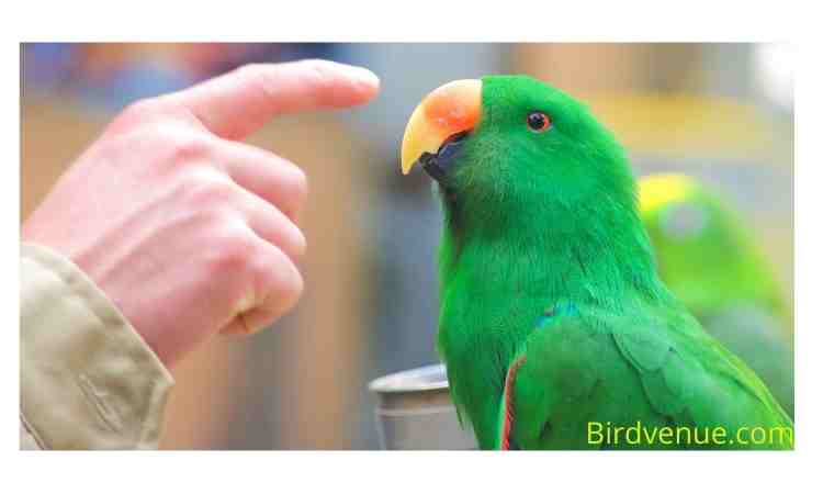 How To Train A Parrot To Talk