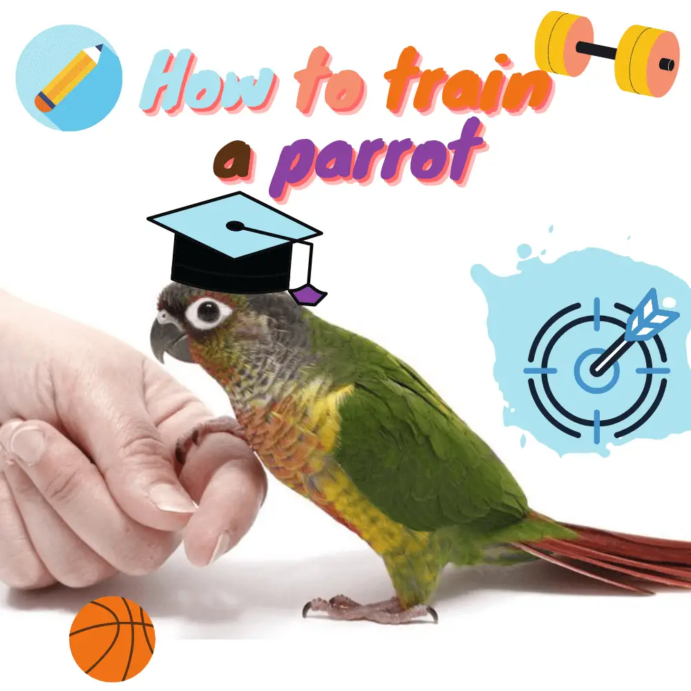 7-Step Guide To Training Your Parrot to Talk Like a Pro