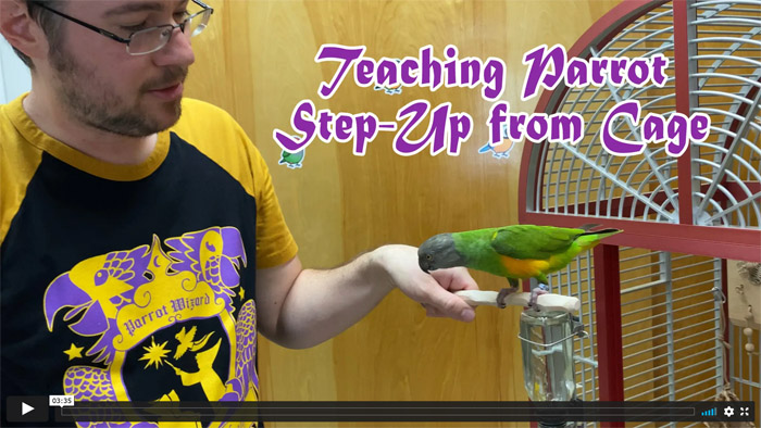 How to Teach Parrot to Step Up from Cage How to Teach Parrot to Step Up from Cage