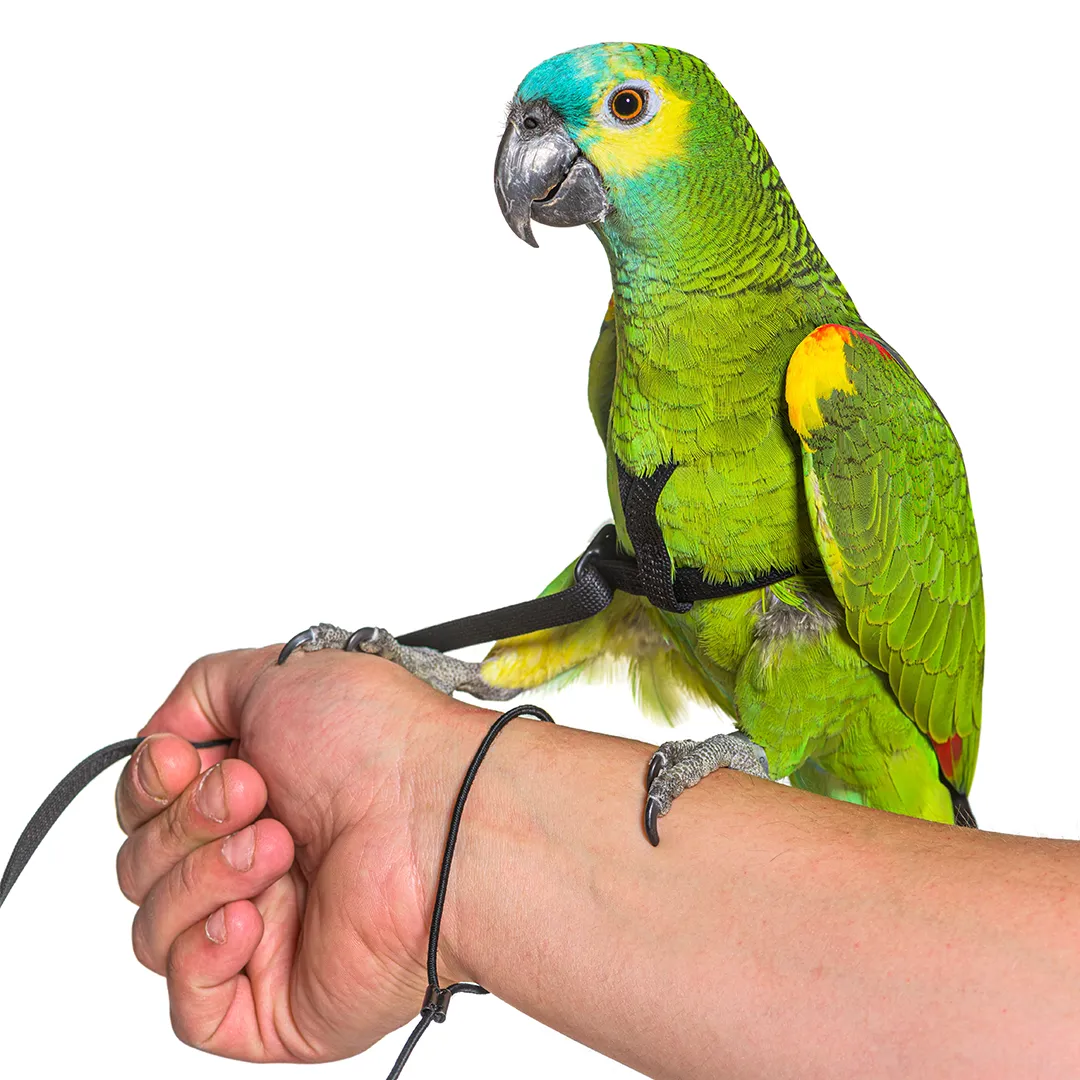 Parrot Harness | Breeders Secret Parrot Harness | Breeders Secret