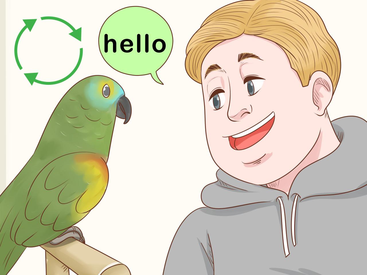 How to Train a Parrot: 15 Steps (with Pictures) - wikiHow How to Train a Parrot: 15 Steps (with Pictures) - wikiHow