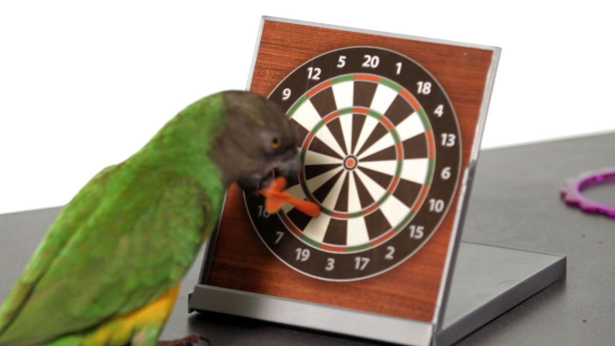 How to Set Up a Training Area for Teaching a Parrot Tricks - Howcast How to Set Up a Training Area for Teaching a Parrot Tricks - Howcast