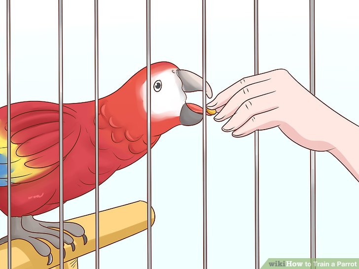 How to Train a Parrot: 15 Steps (with Pictures) - wikiHow How to Train a Parrot: 15 Steps (with Pictures) - wikiHow