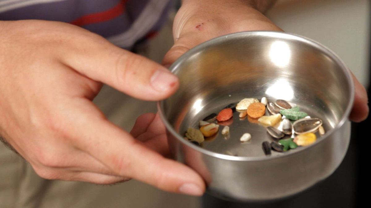 Parrot Training Tips for Beginners | UK Pets Parrot Training Tips for Beginners | UK Pets