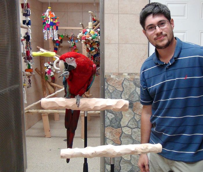 How to Train a Parrot to Talk: Basic Training Techniques in 2024 ... How to Train a Parrot to Talk: Basic Training Techniques in 2024 ...