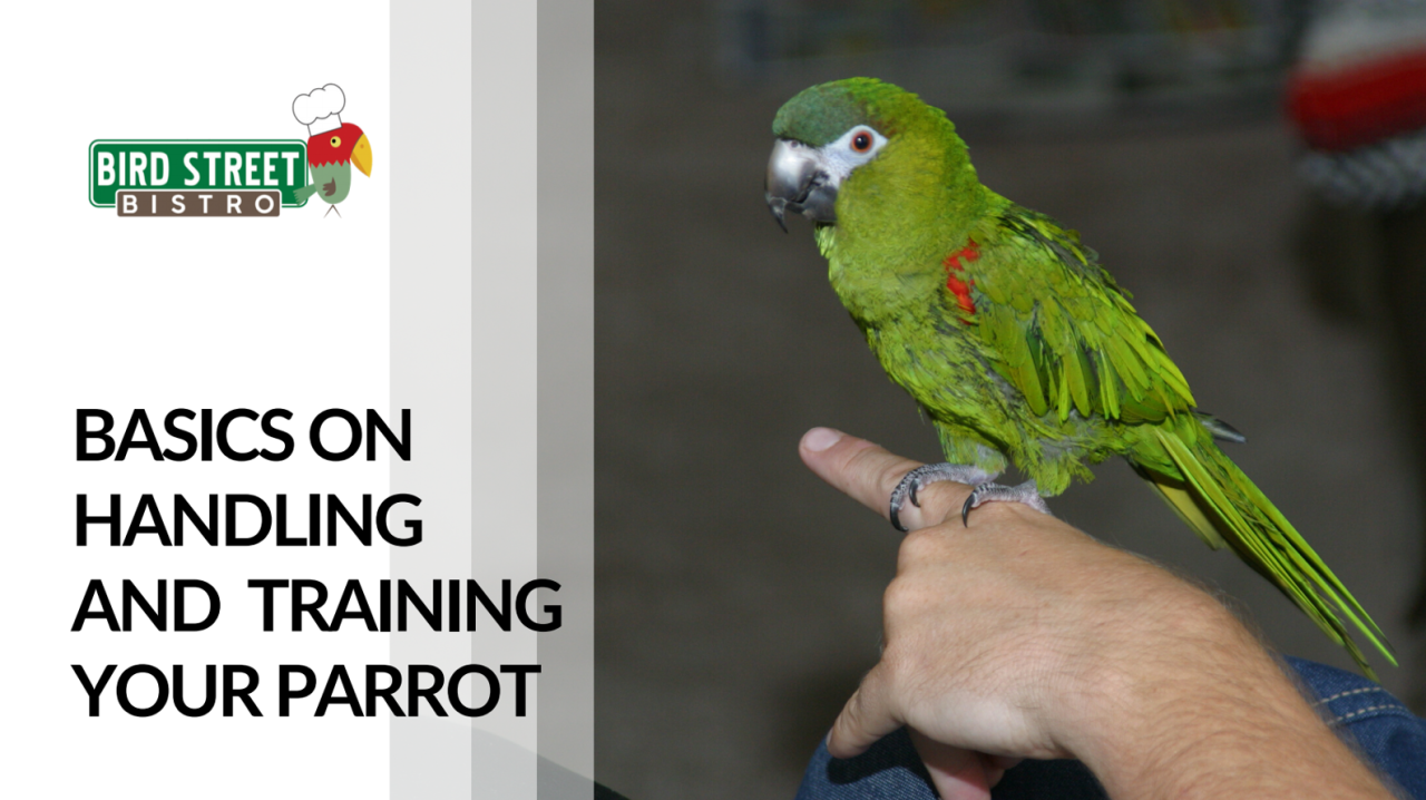 Basics on Handling and Training Your Parrot – Bird Street Bistro Basics on Handling and Training Your Parrot – Bird Street Bistro