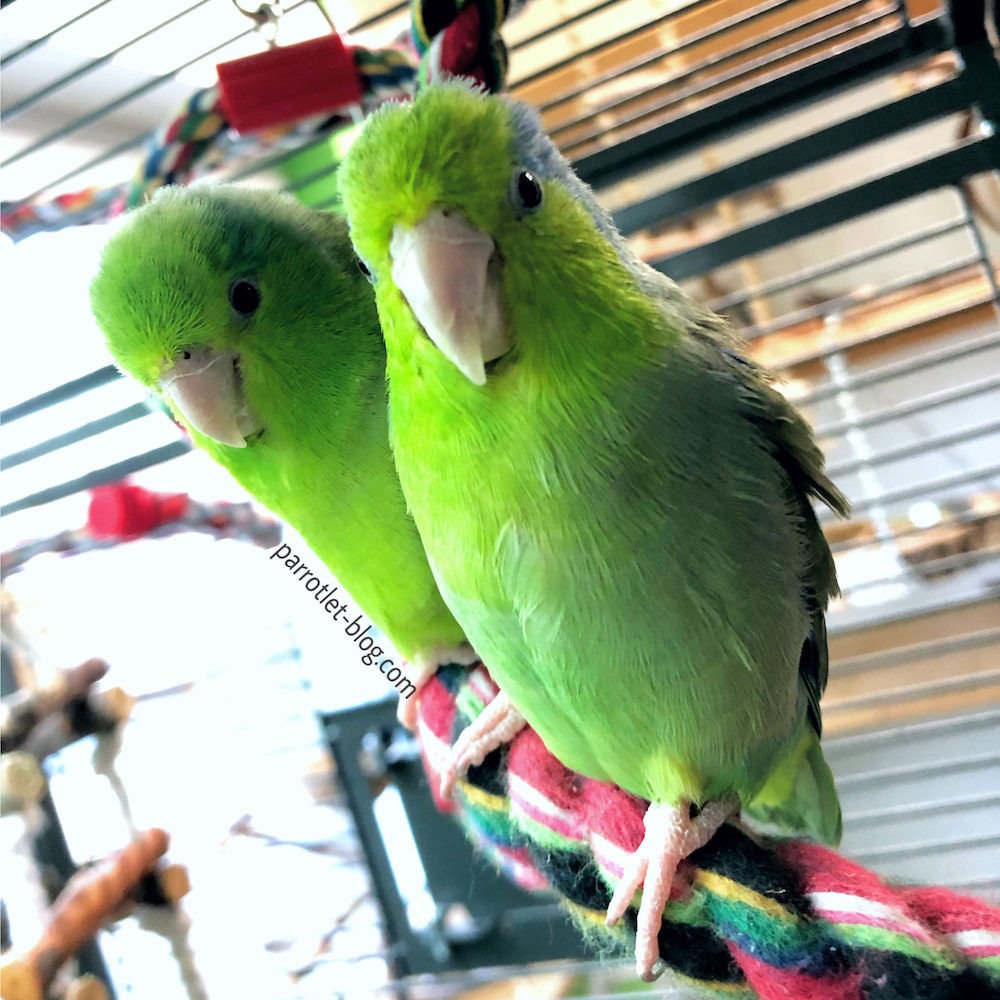 Cage Setup for Parrotlets - Parrotlet-Blog Cage Setup for Parrotlets - Parrotlet-Blog