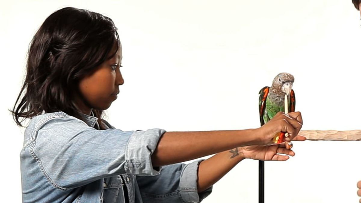 How to train your parrot - Hospitality through Languages How to train your parrot - Hospitality through Languages