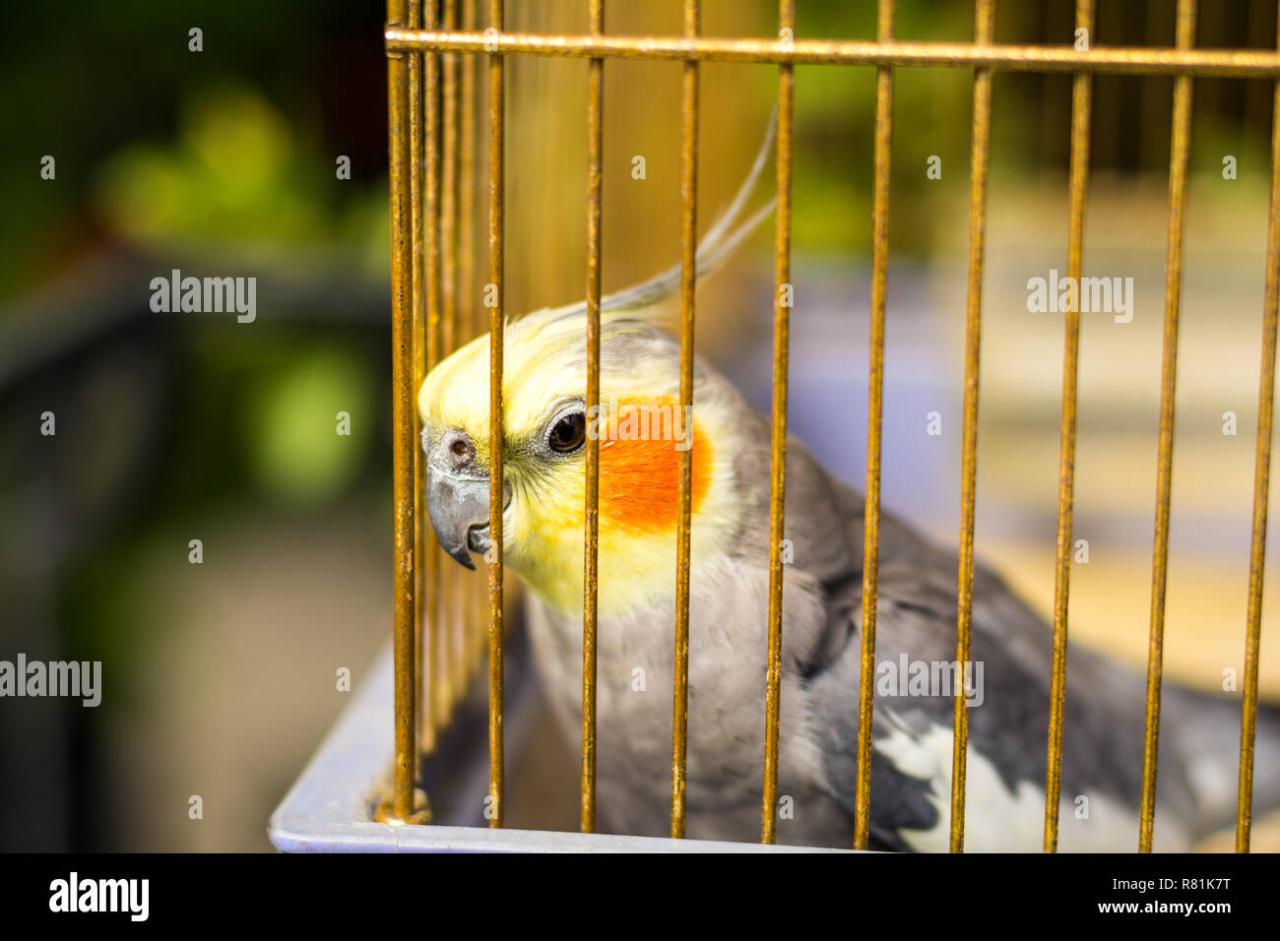 Parrot in a cage Stock Photo - Alamy Parrot in a cage Stock Photo - Alamy