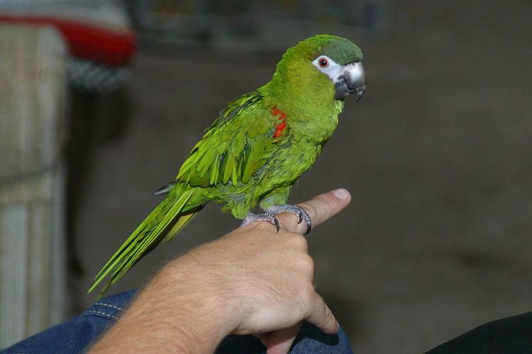 Parrot training - Alchetron, The Free Social Encyclopedia Parrot training - Alchetron, The Free Social Encyclopedia