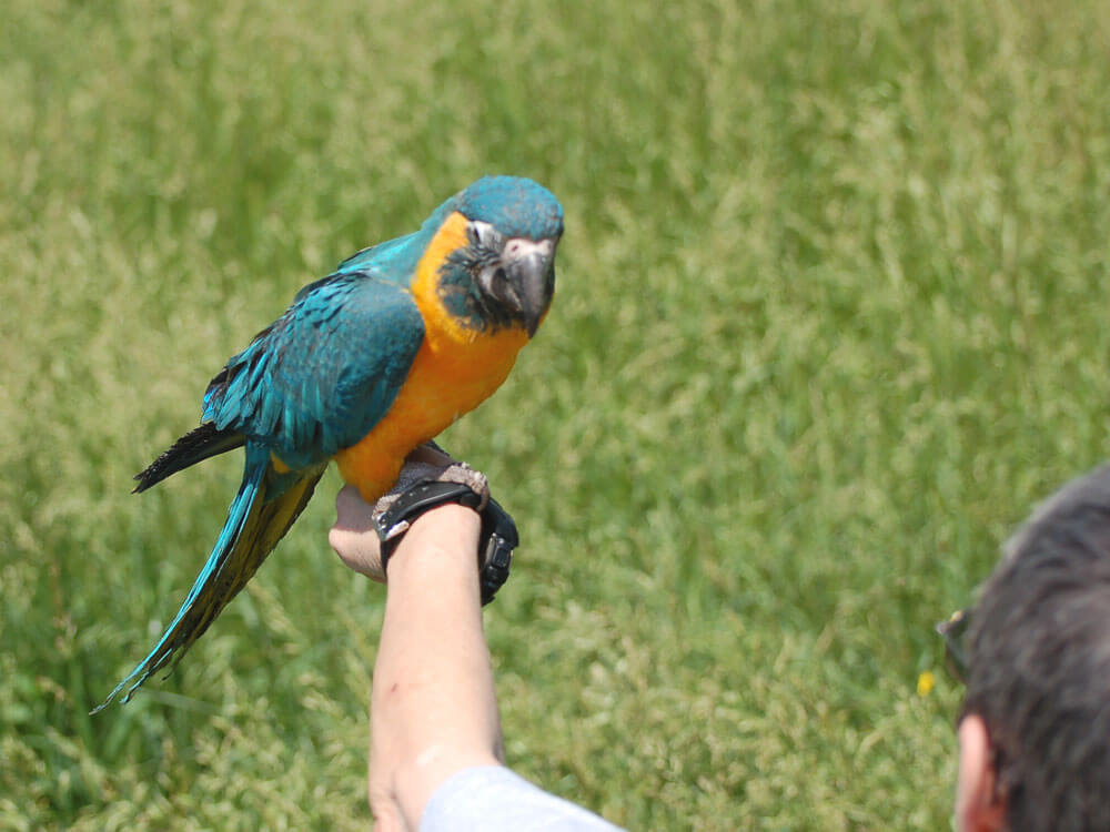 The basics in parrot training: training series – Bird Nerd The basics in parrot training: training series – Bird Nerd