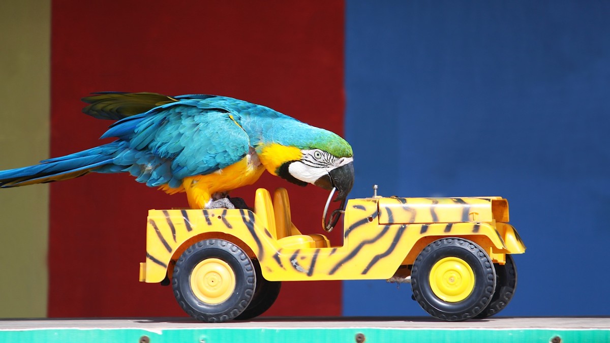 How to train a parrot - Training my green cheek conure How to train a parrot - Training my green cheek conure