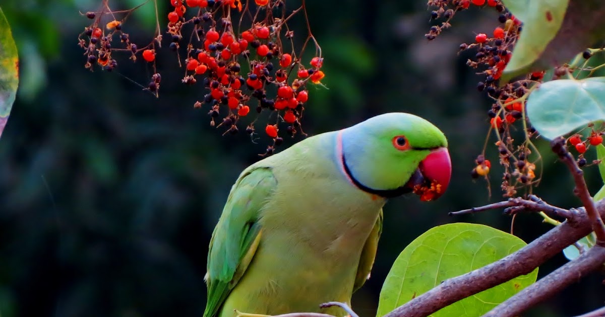 How to Train Your Parrot 🦜 - Parrot SchoolParrot School