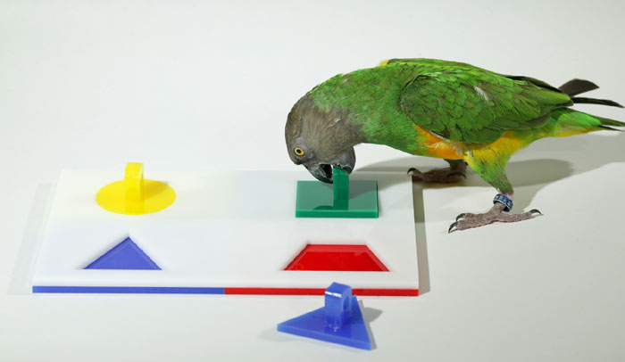 Parrot Wizard - Psitta Puzzle Trick Small, Medium, and Large Parrots Parrot Wizard - Psitta Puzzle Trick Small, Medium, and Large Parrots