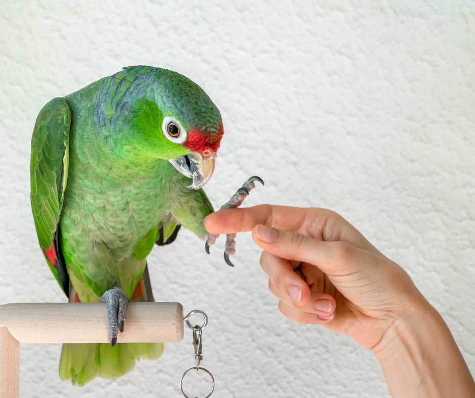 How to Train a Parrot: Essential Skills for Happy Birds How to Train a Parrot: Essential Skills for Happy Birds