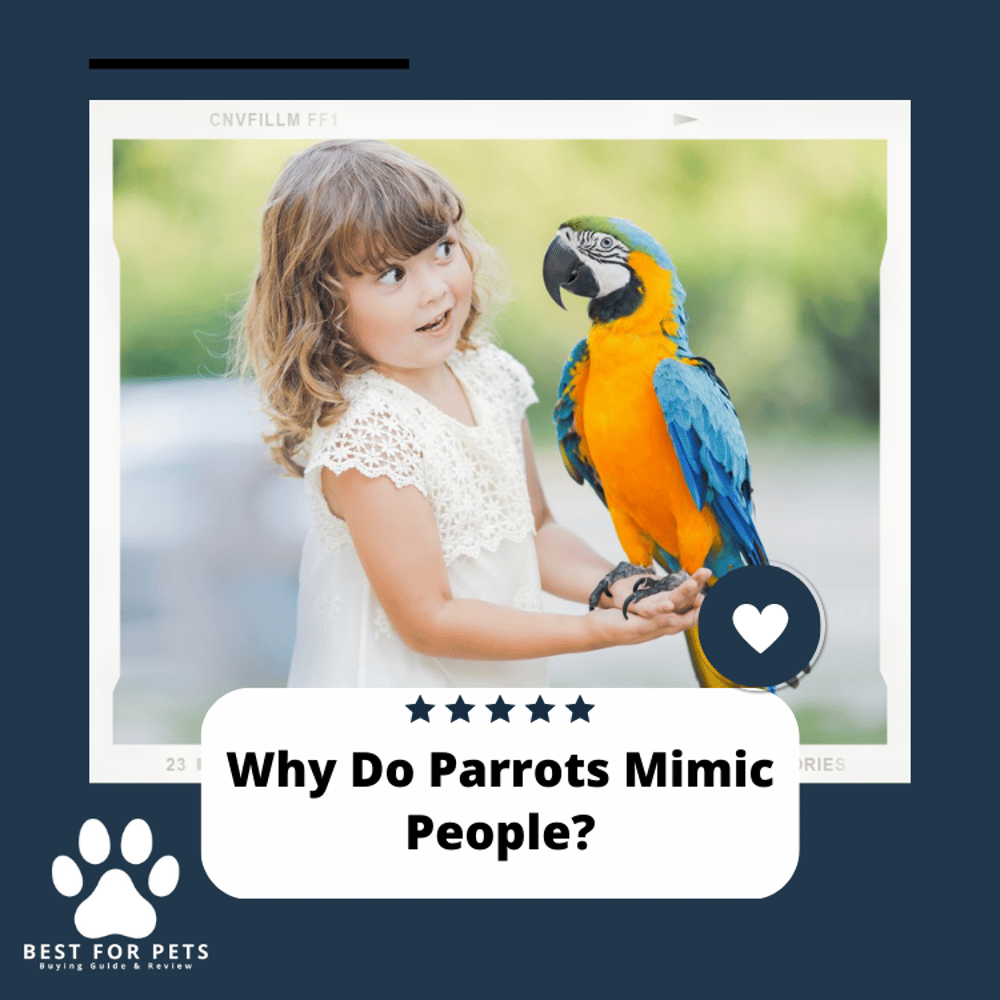 Why Do Parrots Mimic People? Surprisingâ Answer! - BestForPets.org