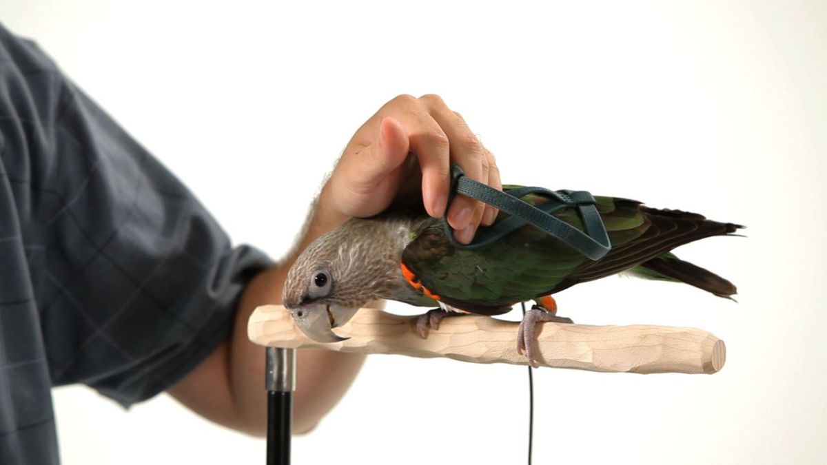 Trained Parrot - Blog Articles About Training Parrots Tricks Trained Parrot - Blog Articles About Training Parrots Tricks